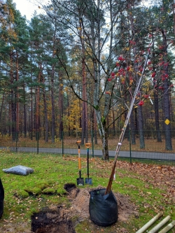 Koka stādīšana Mežaparkā