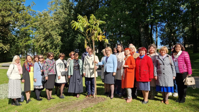 Koka stādīšana Cēsīs