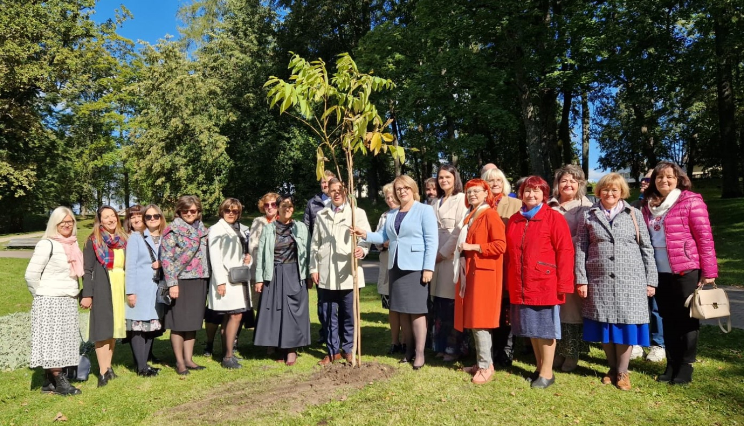 Koka stādīšana Cēsīs